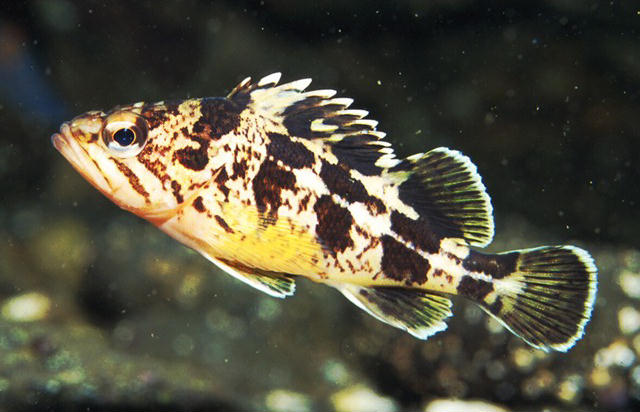 Sebastes trivittatus